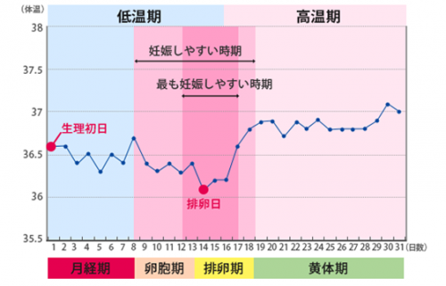 基礎 体温 体温 違い