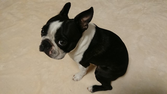 ボストンテリア 抜け毛