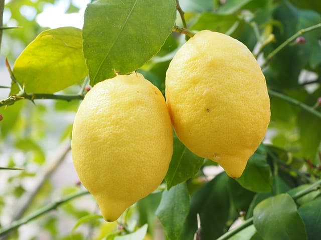 ノブ の lemon