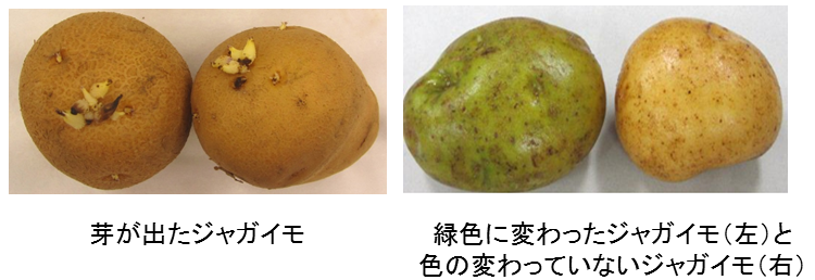 ソラニン 症状