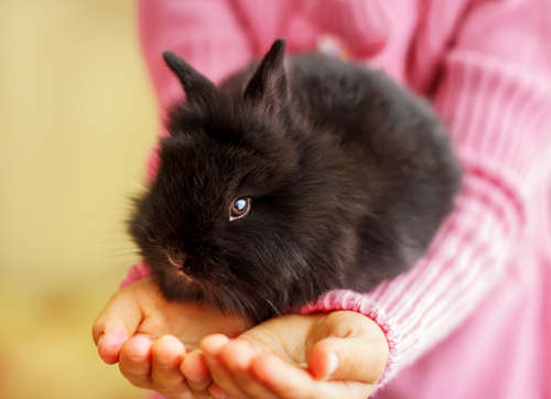 うさぎ 寿命