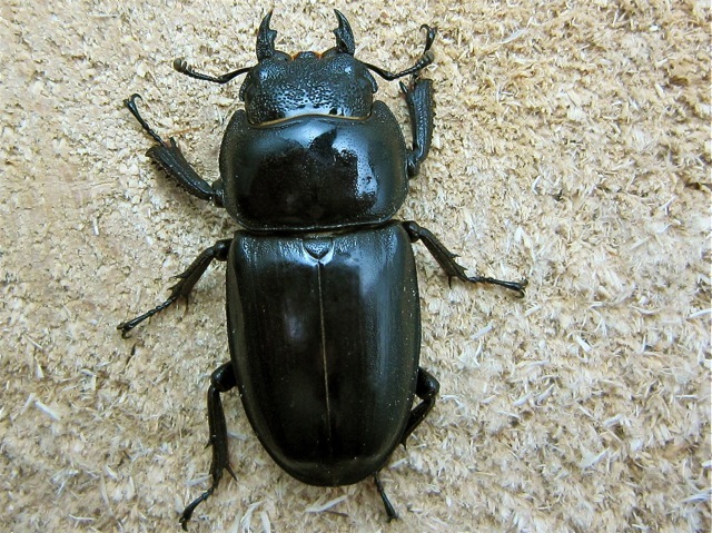 本土 ヒラタクワガタ