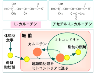 アセチル l カルニチン