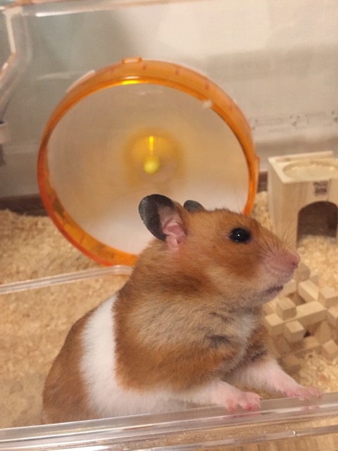 ハムスター 寝 て ばかり
