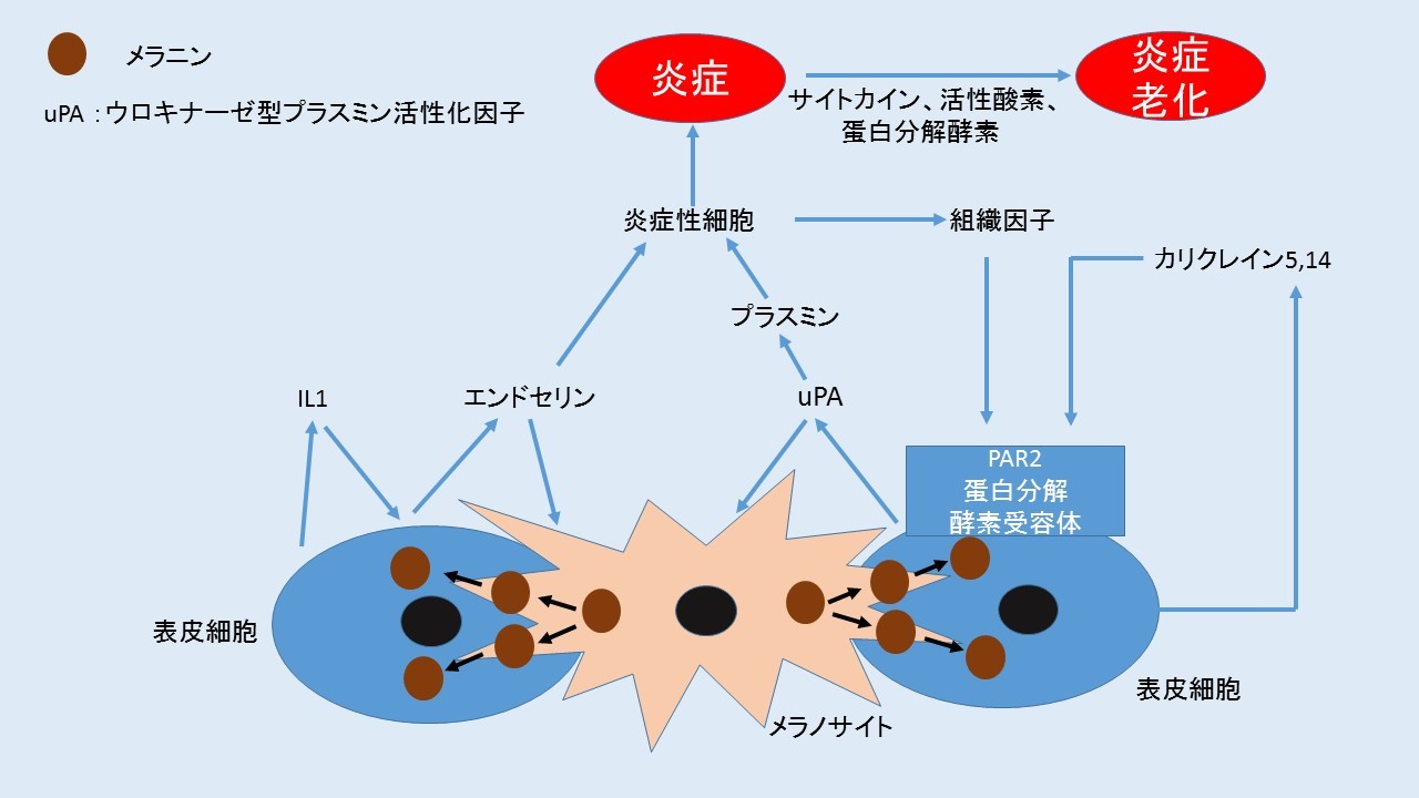 炎症 性 サイトカイン と は