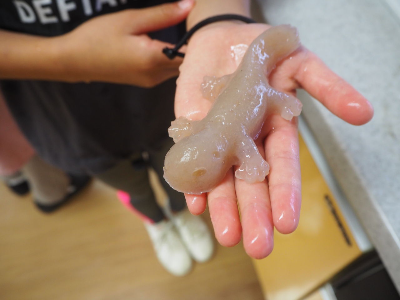 オオ サンショウウオ こんにゃく 広島